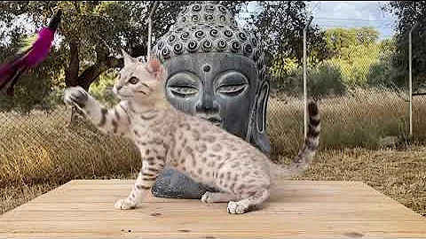 Watch the video about SUNDIATA UNA at 3 months old