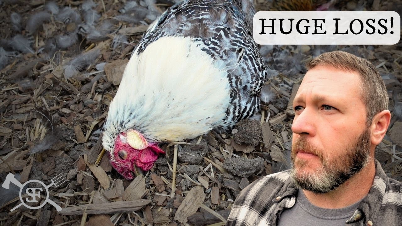 Fox and Raccoon Attack on My Chicken Coop Laying Hens are Slain YouTube