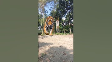 vfx tiger and man #vfxshorts #magic #funny #viral #viralvideo #unreal