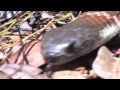 Australian Snakes - Tiger Snake