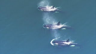 'Unrelenting pressure': The Salish Sea is in trouble, Washington researchers say