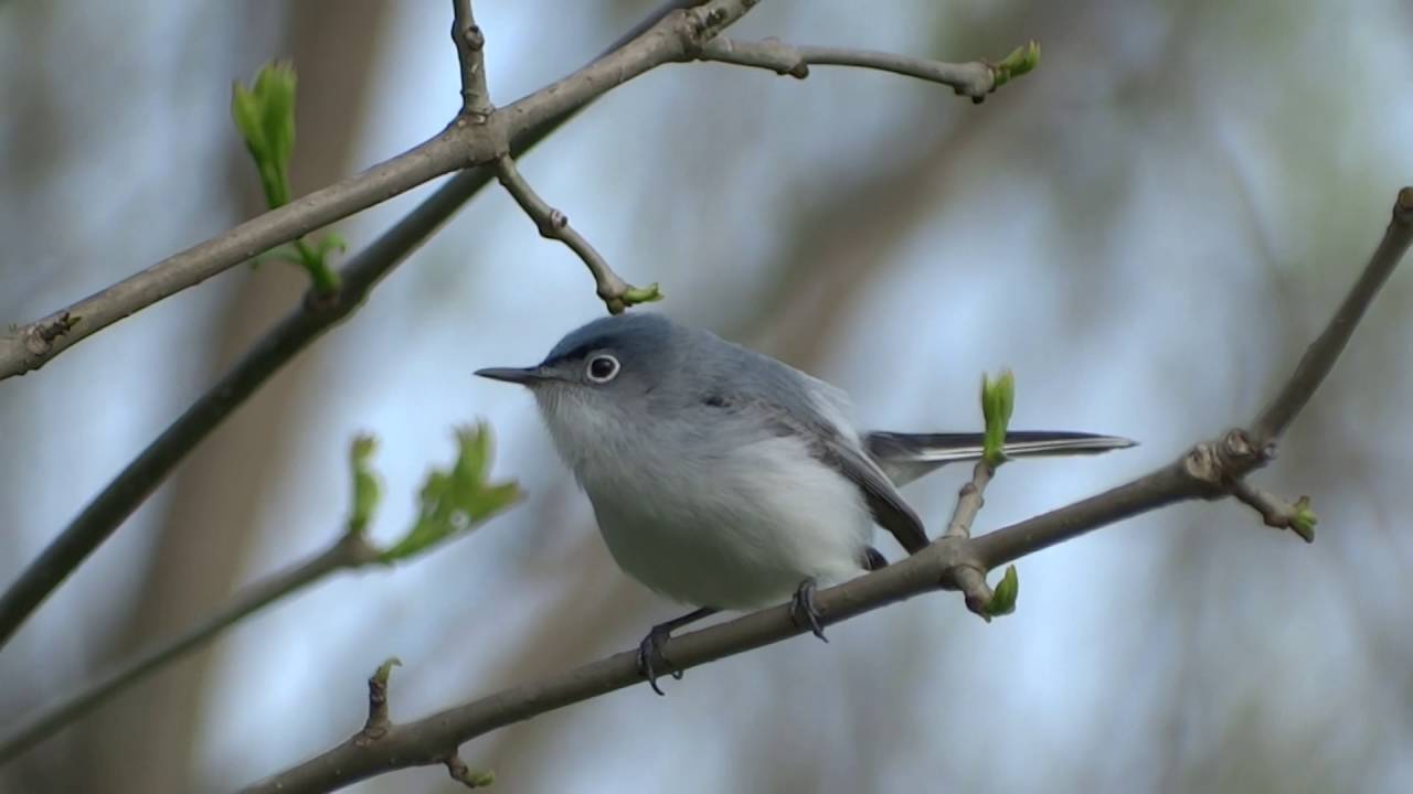 Blue-Gray Gnatcatcher 