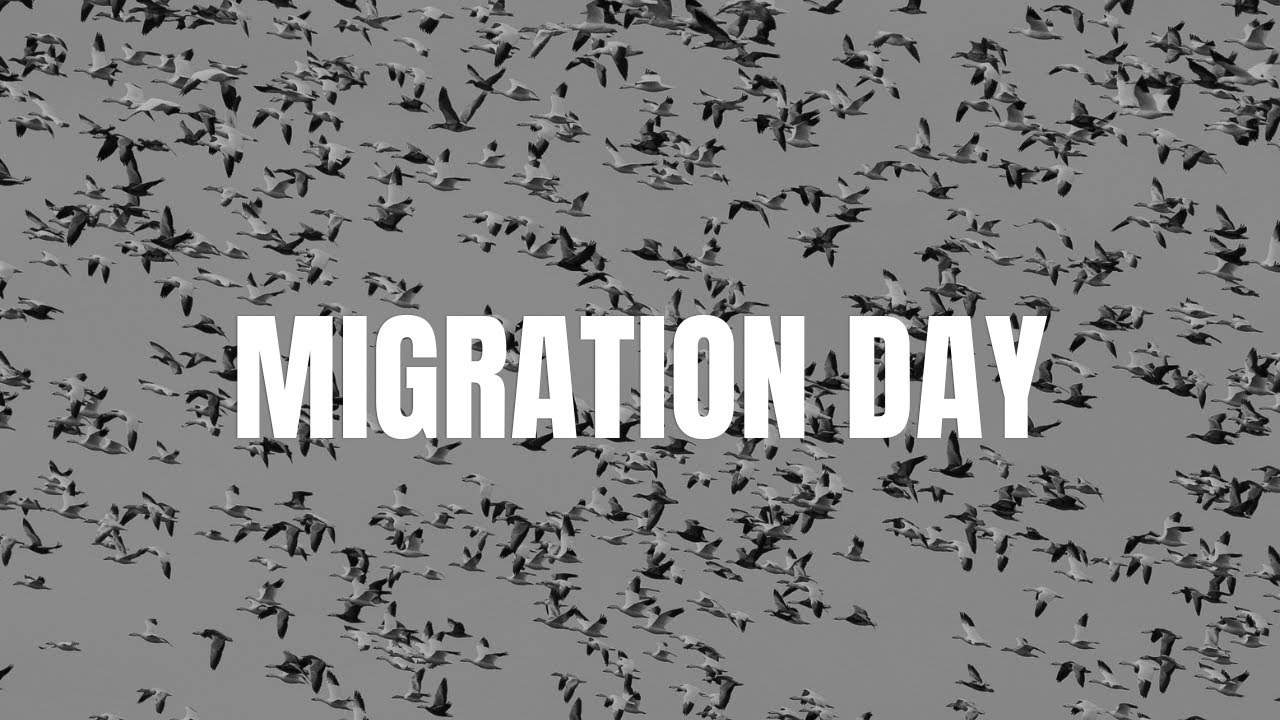 Watching the Migration | Ducks & Geese