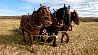 Is it time for SPRING WORK in the North Country???! // Draft Horse Farming #607