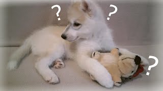 Funny husky / Забавные хасята