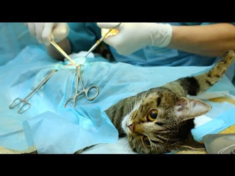 can a cat get fixed while pregnant