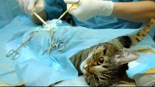 can you get a cat fixed while pregnant