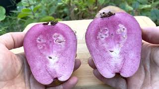 Red Malaysian guava 2nd year harvest and tasted Test October 2022