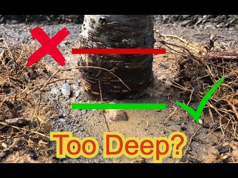 Yoshino Cherry Tree - PLANTED TOO DEEP - Will it die?