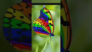 The Butterfly That Pollinates Flowers