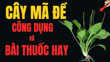 Cây Mã Đề – Công Dụng & Bài Thuốc Chữa Bệnh Dân Gian Hiệu Quả