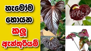 හැමෝම හොයන කලු ඇන්තූරියම් anthuriyam wagawa sinhala | Anthurium price in Sri Lanka | Black Anthurium