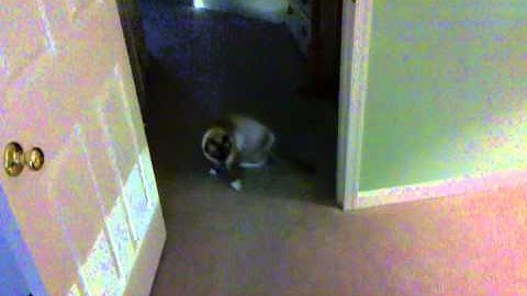 Dewey the ragdoll cat plays fetch!