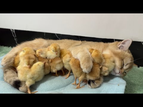 Kitty is a very qualified chick mother, a flock of chicks and cute kittens live happily 🐥😽