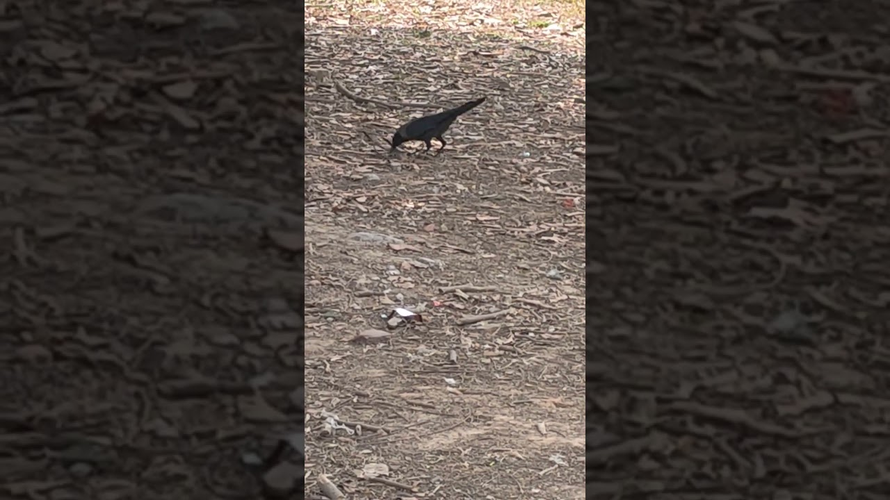 Female Crow find building material for nest.