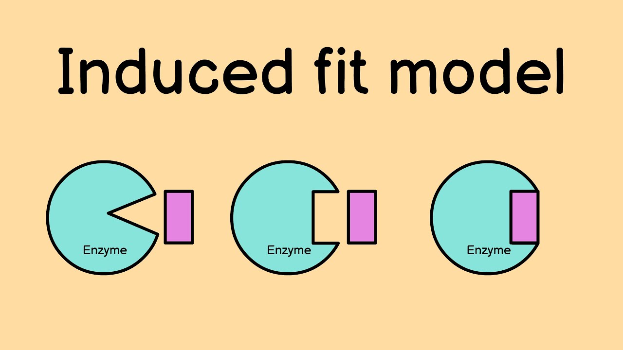 Induced Fit Model | Enzyme