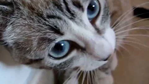 Quando il gatto trilla?