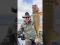 Canadian Cowboy Outdoors Shorts - Bay of Quinte walleye. Great start to the winter season