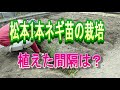 松本1本ネギの栽培 長ネギの植えた間隔は？