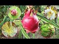 DRAGON FRUIT GROWING CAPTURED  [BUD to FRUIT]