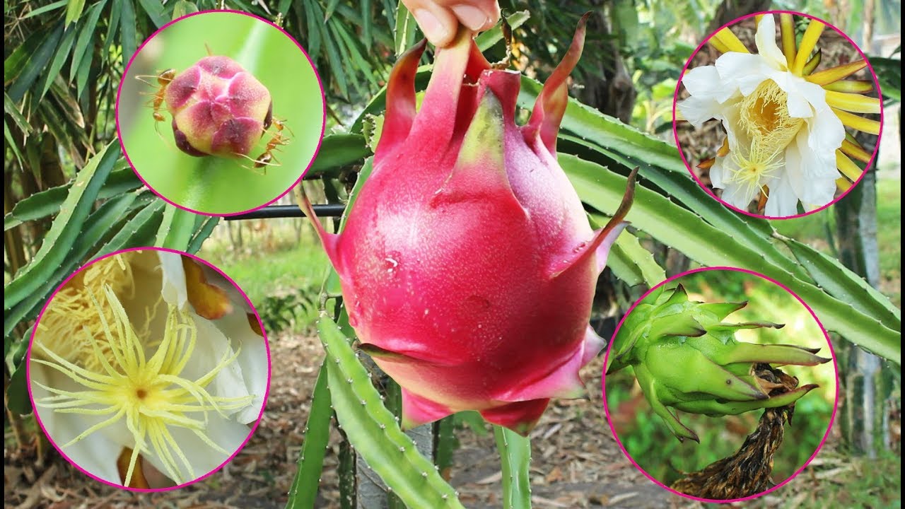 HOW DRAGON FRUIT GROWS FROM BUD TO FRUIT YouTube