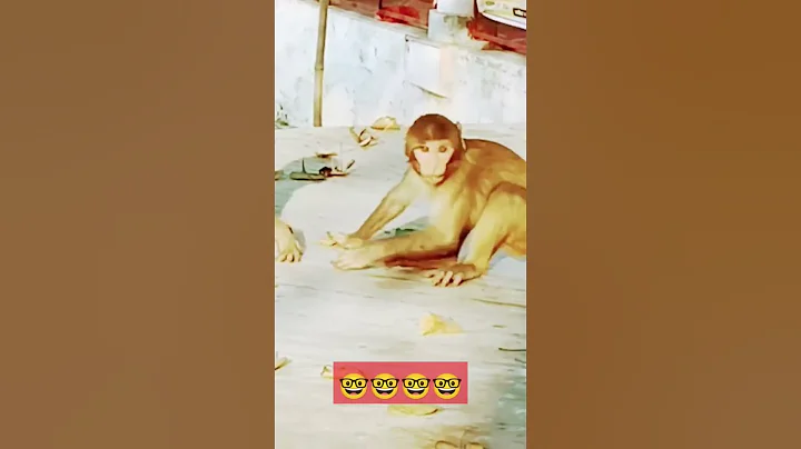 #viralshort2023 #shortvideo #monkey_funny_video #youtubeshorts #reels #reelsinstagram