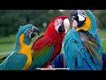 Free Flight Parrot Play Date With A Mini Q&A || Mikey & Mia