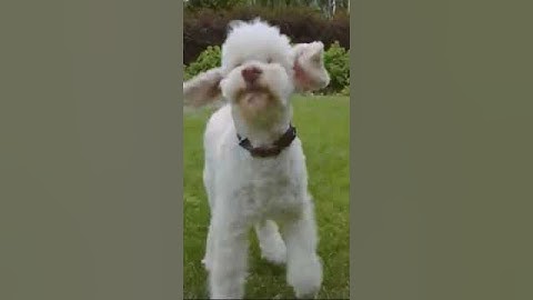 🔥 Stevon Amplify your message 🎶 QUICK TEASE #shorts uploads @stevonjbiz #stevonshorts #stevonjbiz