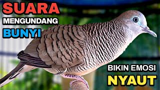 Perkutut Lokal Gacor Suara Besar Pancingan Burung Perkutut Agar Cepat Bunyi.