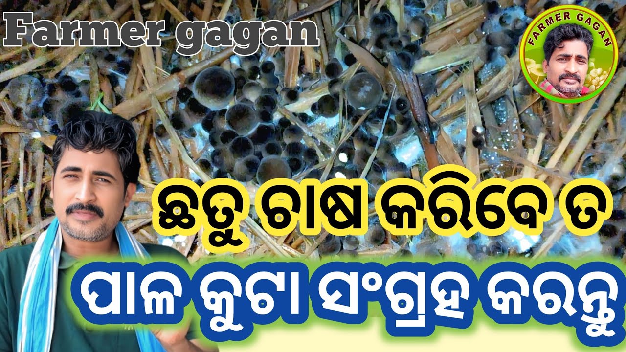 Pala kuta re chhatu chasa/Farmer Gagan 