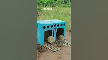 amazing creative quail trap using cardboard box #shorts