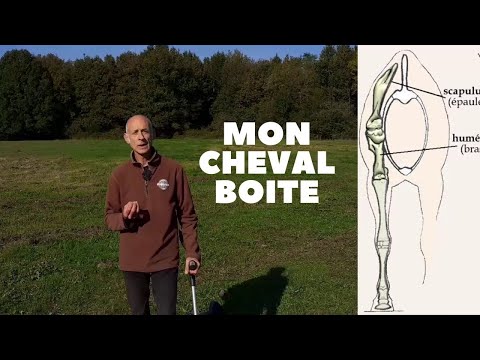 Vidéo: Cheval Boiteux: Comment C'était