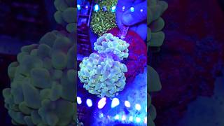 Coral 14 WhatsApp(797240049) #rafakoralowa #korallen #reeftank #akwarystykamorska #riffaquarium