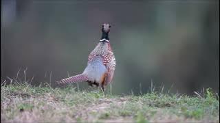 Burung Ayam-ayaman (Gallicrex cinerea) #burung #jenisburung #burungayamayaman