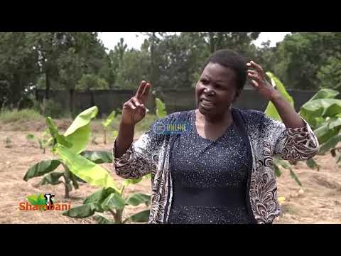 Video: Mazao Ya Kijani Kwenye Bustani. Sehemu 1