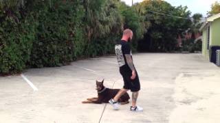 Some basic training with Dunkin our Red Doberman