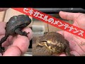 両生類メンテナンス アズマヒキガエルの飼育環境を綺麗にしました 両生類メンテナンス アズマヒキガエルの飼育環境を綺麗にしました