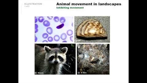Reading the Landscape: Detecting evidence of animal dispersal in spatial genomic data