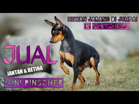 Video: Anjing Pinscher Jerman Breed Hypoallergenic, Kesehatan Dan Umur