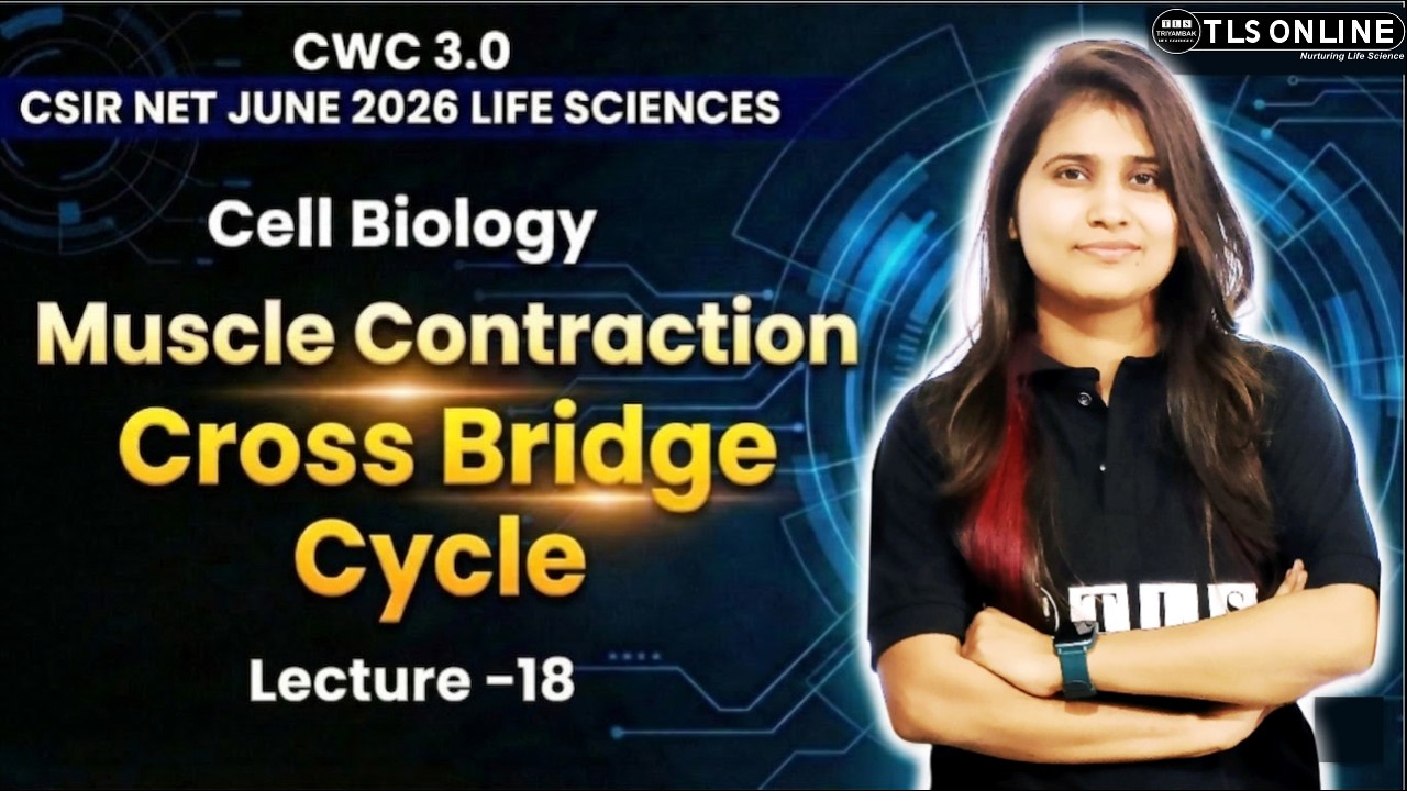 𝐌𝐮𝐬𝐜𝐥𝐞 𝐂𝐨𝐧𝐭𝐫𝐚𝐜𝐭𝐢𝐨𝐧: 𝐂𝐫𝐨𝐬𝐬 𝐁𝐫𝐢𝐝𝐠𝐞 𝐂𝐲𝐜𝐥𝐞 | 𝐂𝐞𝐥𝐥 𝐁𝐢𝐨𝐥𝐨𝐠𝐲 𝐋-𝟏𝟖 | 𝐂𝐒𝐈𝐑 𝐍𝐄𝐓 𝐋𝐢𝐟𝐞 𝐒𝐜𝐢𝐞𝐧𝐜𝐞𝐬 𝟐𝟎𝟐𝟔 | 𝐂𝐖𝐂 𝟑.𝟎