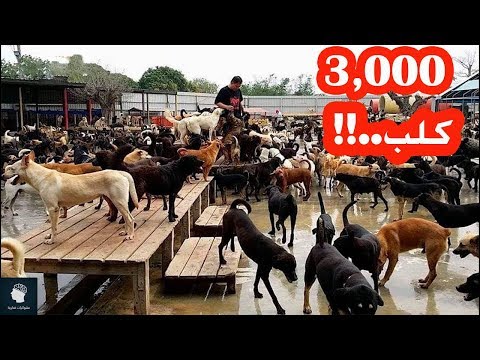 فيديو: أي كلب يعيش أطول