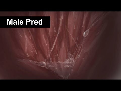 [M4A] Inside A Pred's Tummy Audio (Vore ASMR - Male Pred, Burps, Stomach Growls, Heartbeat)