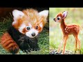           10 cute baby animals lomhorsok