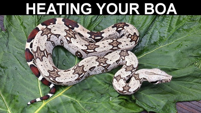 Boa Constrictor Care - WhitePython™