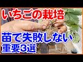 家庭菜園のいちごの植え付け作業！10月に実施したい苗選びと植え方のコツ！宝交早生・東京おひさまベリー・とりおとめなど人気の品種も紹介！【農園ライフ】