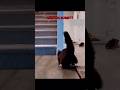 Cat Can T Drift 