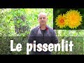 Le pissenlit