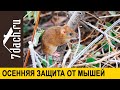 Защита сада от мышей без ядов, или Зачем в саду кошачий наполнитель и мазь Вишневского - 7 дач