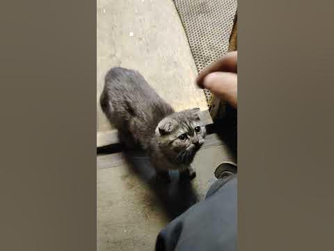 Коська🐱 - YouTube