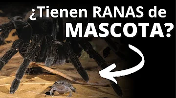 ¿Pueden sentir afecto las tarántulas?